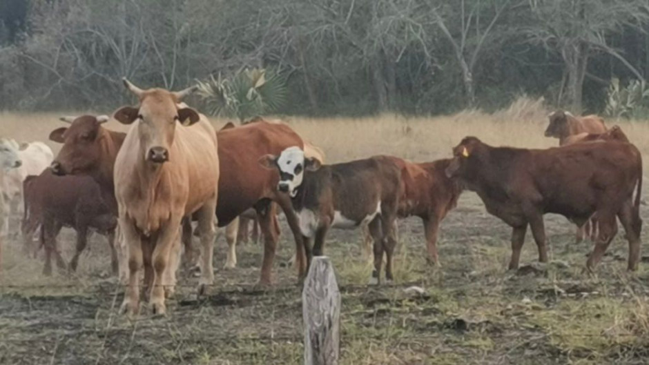 Sequía provocó reducción del 15 % del hato ganadero en Tamaulipas