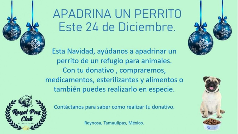 Invitan a apadrinar a perritos en Navidad