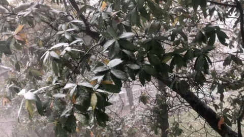 Nevadas se registran en Chipinique, NL