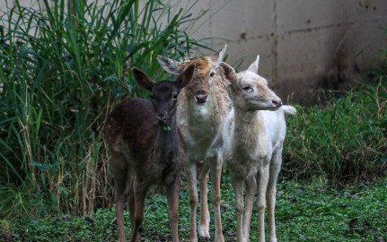 Llegan al Zoológico Tamatán ejemplares en donación del Zoo de Nuevo Laredo
