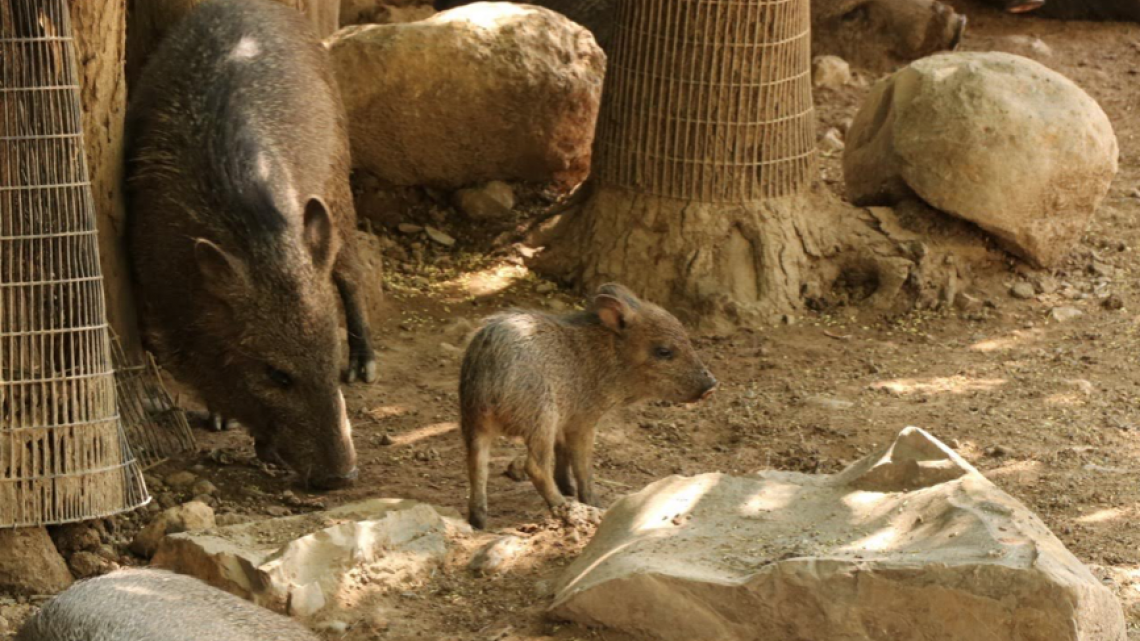 Comisión de Parques y Biodiversidad registra 17 nacimientos durante esta cuarentena