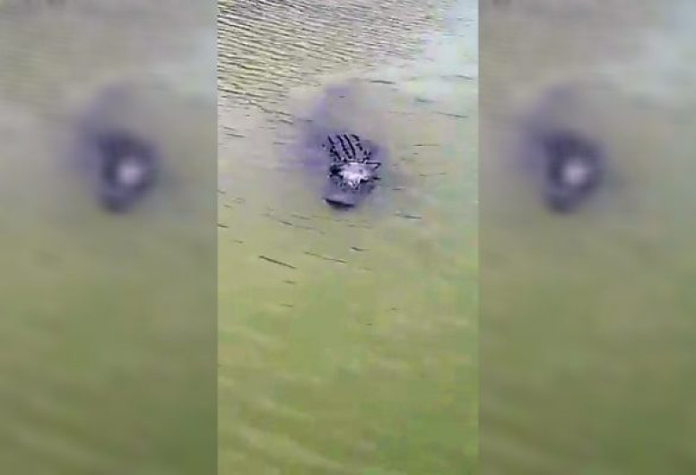 Registran posible avistamiento de cocodrilo en el Río Bravo