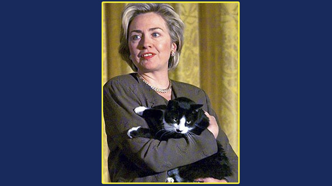 ¿Por qué se celebra el Día Internacional del Gato?