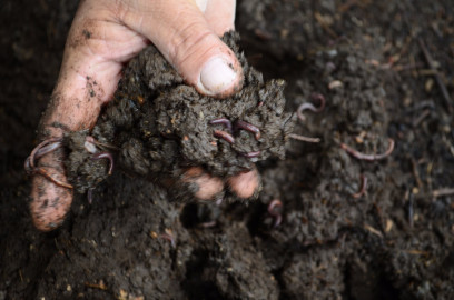 Lombricultura, una alternativa para mejorar la calidad de los suelos