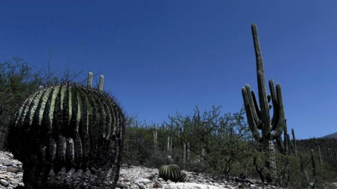 Declaran Valle de Tehuacán-Cuicatlán en la Lista del Patrimonio Mundial