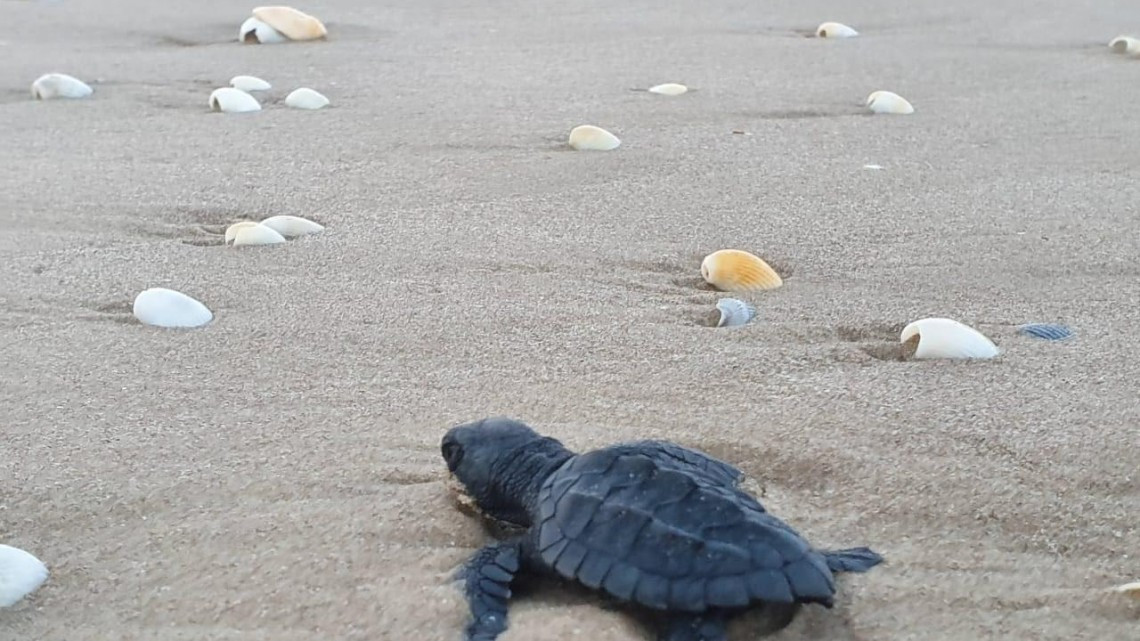 Nacen y liberan Tortugas Lora en Tamaulipas