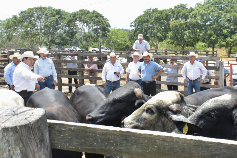 Gobierno de Tamaulipas subsidia a ganaderos de la zona temporalera vaquillas de doble propósito