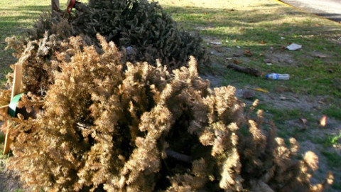 Habilitaran centros de acopio para pinos navideños naturales 