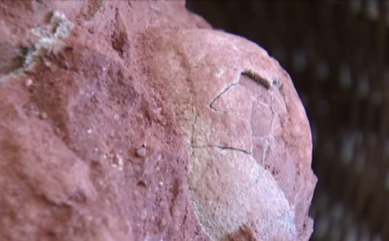 Cinco huevos de dinosaurio son hallados en China