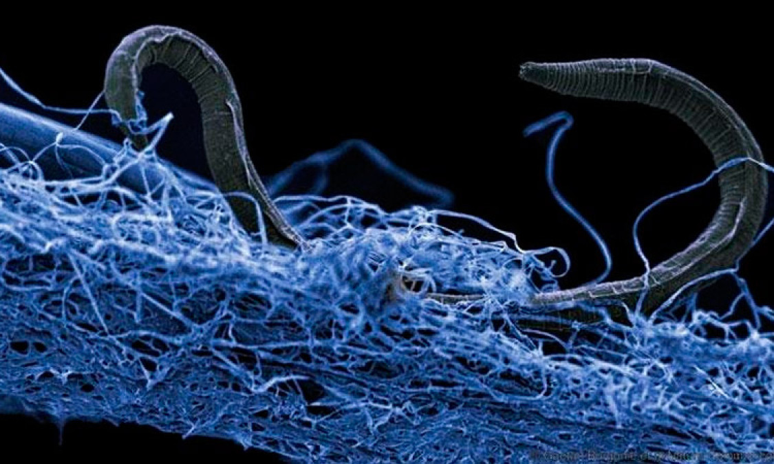 Bacterias, ¿zombies?