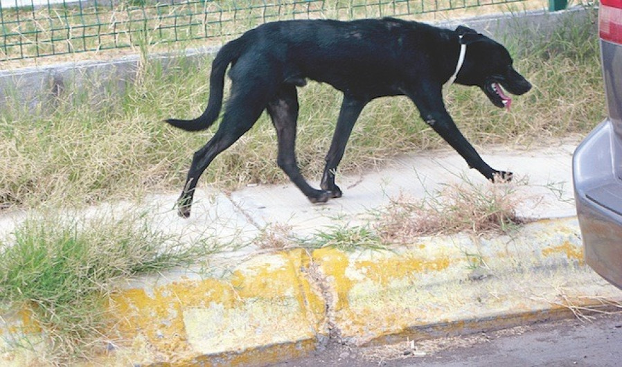 Ofrecen servicios veterinarios gratuitos
