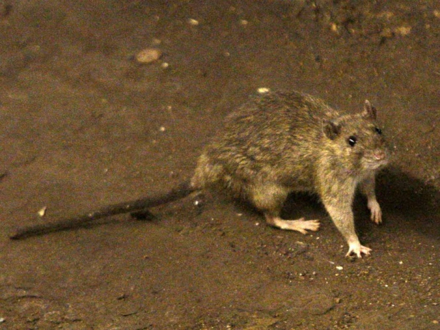 Peste negra no es un riesgo alto: OMS