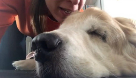 Le canta a su perrita antes de morir