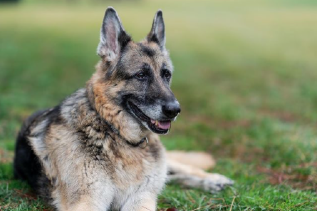 Muere Champ, uno de los dos pastores alemanes de los Biden 