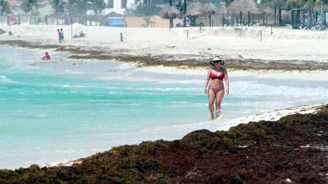 Continua sargazo en costas mexicanas, prevén aumento