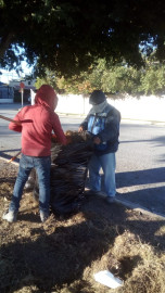 Recibirá Gobierno de Reynosa árboles navideños para darles destino adecuado