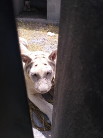 Capturan tigre al interior de una iglesia en Matamoros 
