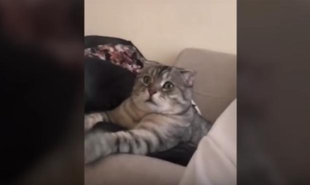 La insólita reacción de un gato al ver documental de leonas