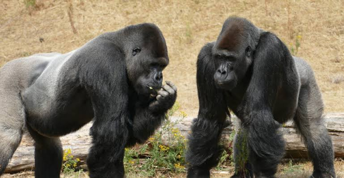 Detectan a un grupo de gorilas contagiados de covid en zoológico de EU