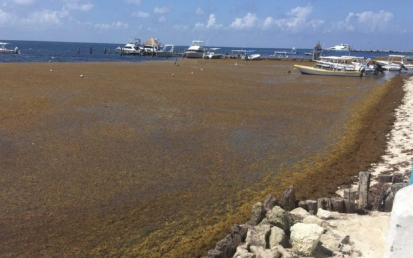 Quintana Roo se prepara para llegada del sargazo