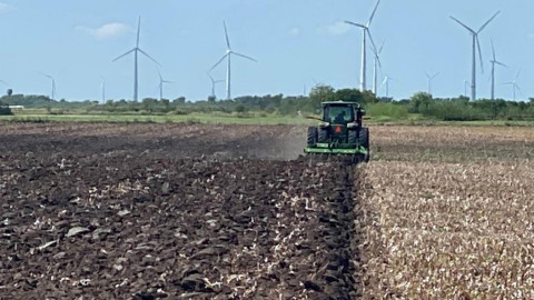 Sigue activa la pizca de algodón en el norte de Tamaulipas