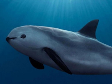 ¡Lamentable! Solo quedan entre 6 y 22 ejemplares de vaquita marina, podría extinguirse en junio