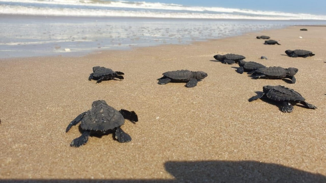 Nacen y liberan Tortugas Lora en Tamaulipas