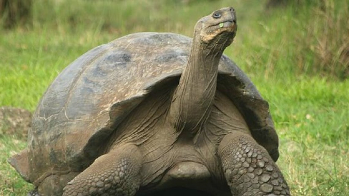 A los 344 años muere “Alagba”, la tortuga más vieja de África