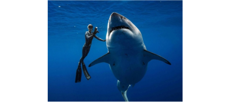 Encuentran al tiburón blanco más grande del mundo en Hawaii
