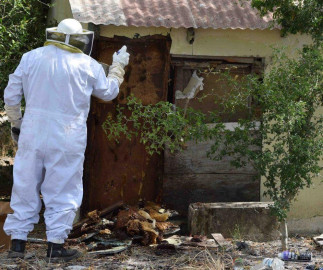 PC exhorta a reportar panales de abejas