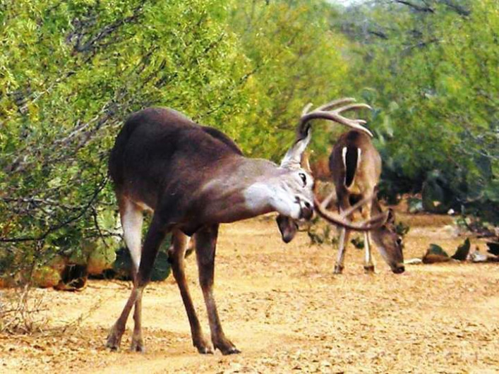 Arranca temporada de cacería 