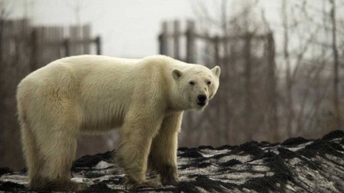 Hallan oso polar hambriento en una ciudad de Rusia