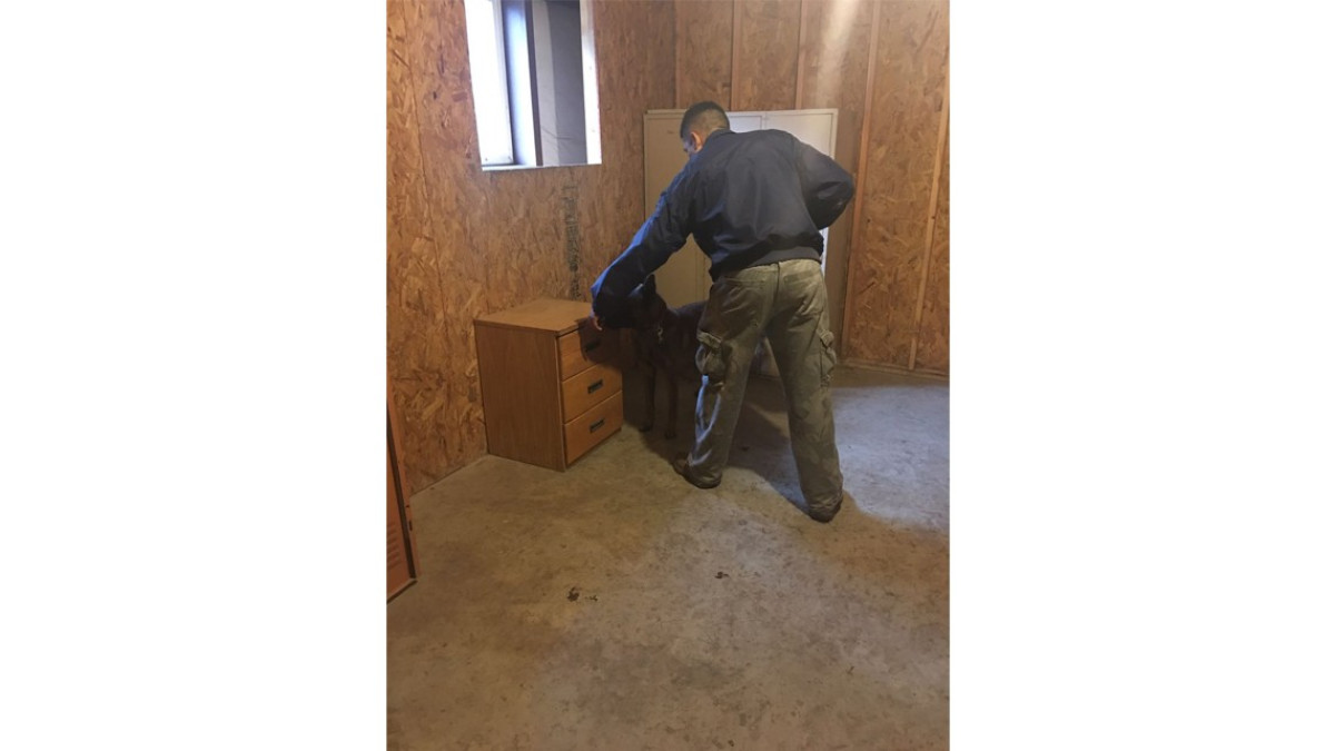 Personal de la PGJ de Tamaulipas recibe capacitación para el adecuado manejo canino