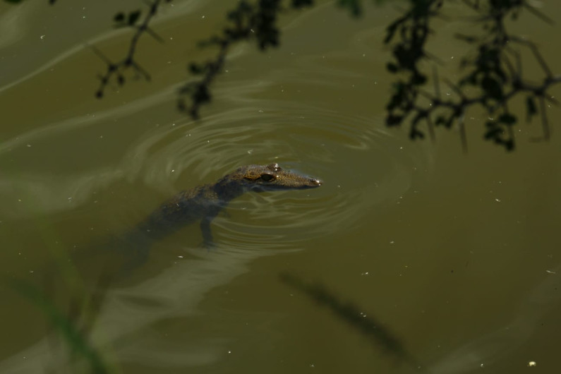 Aplican rastreo satelital a cocodrilo de pantano en zona sur de Tamaulipas
