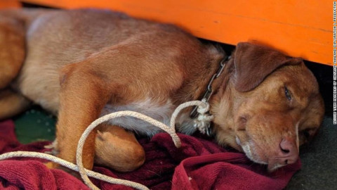 Trabajadores de plataforma acogen a perro que llegó nadando