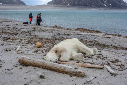 Matan a oso polar por atacar a guía turístico en Noruega 