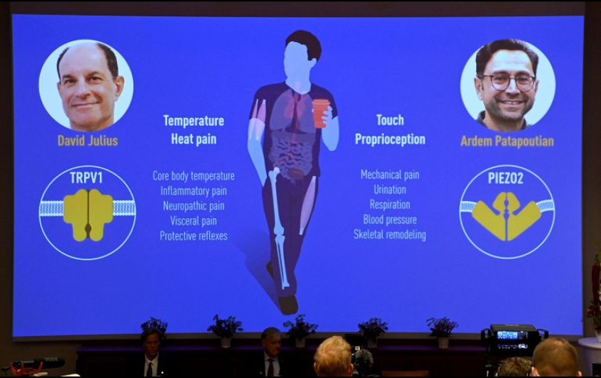 El Nobel de Medicina 2021 es otorgado a David Julius y Ardem Patapoutian