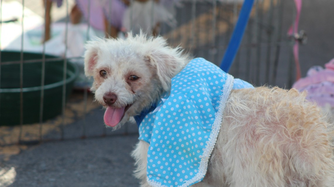 Un éxito Festival Jóvenes Tamaulipas en Reynosa