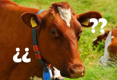 El 7% de estadounidenses creen que la leche de chocolate proviene de vacas cafés 