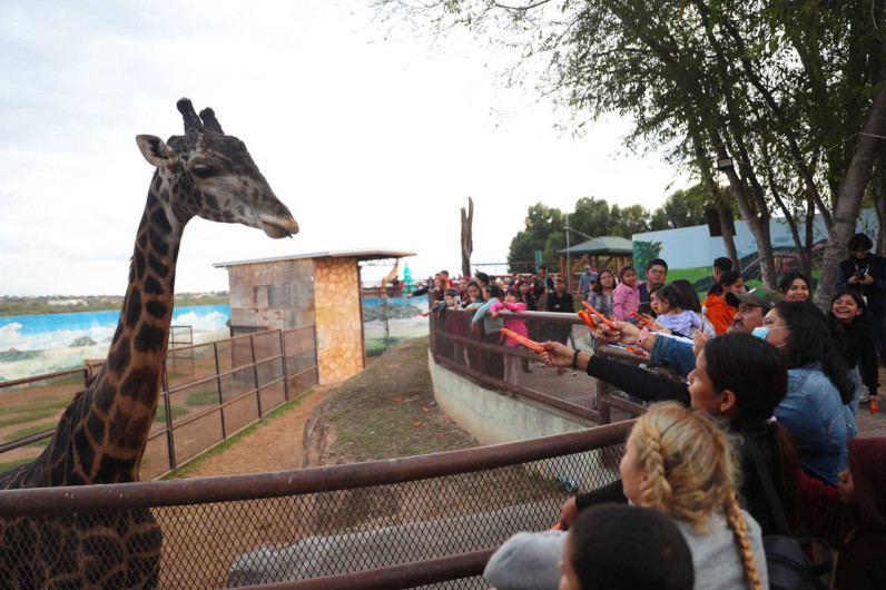 Invitan a interactuar con animalitos del zoológico de Nuevo Laredo