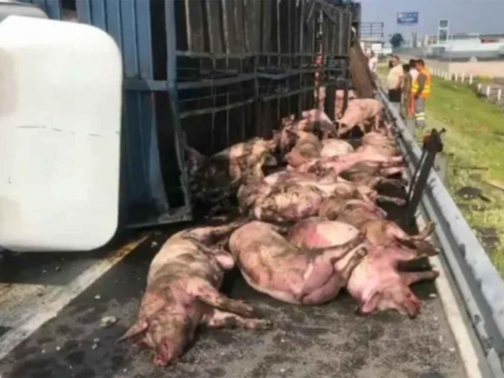 Volcadura de tráiler deja al menos 20 cerdos muertos