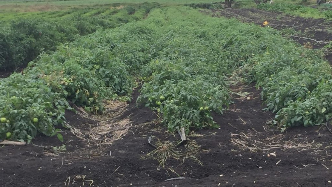 Agricultores a la espera de recursos económicos para incentivar el campo