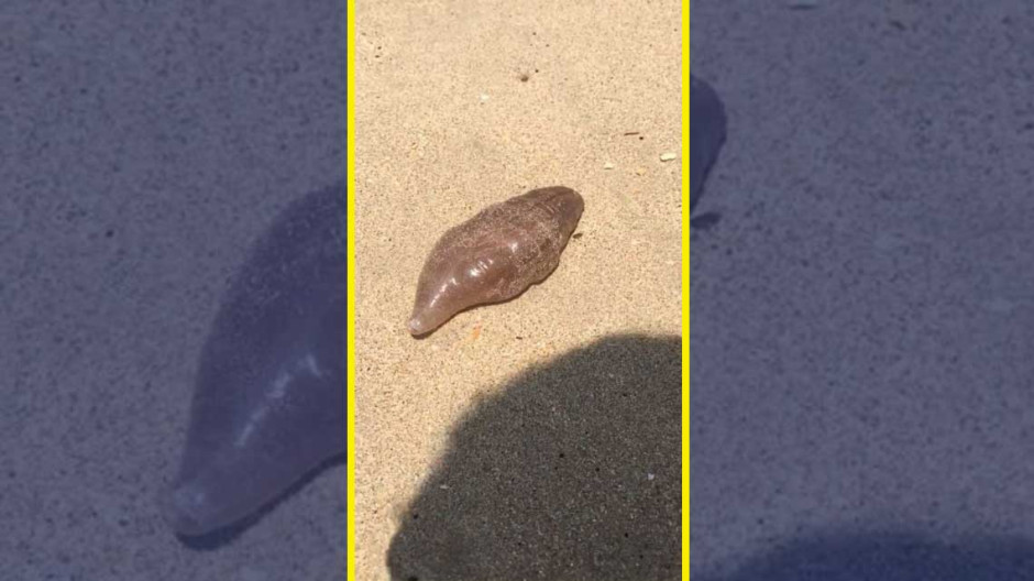 Encuentran extraña criatura en plata de Tailandia