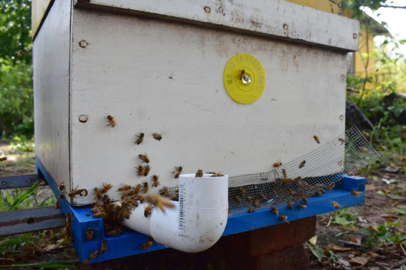 Gobierno exhorta a apicultores a realizar el areteo de colmenas