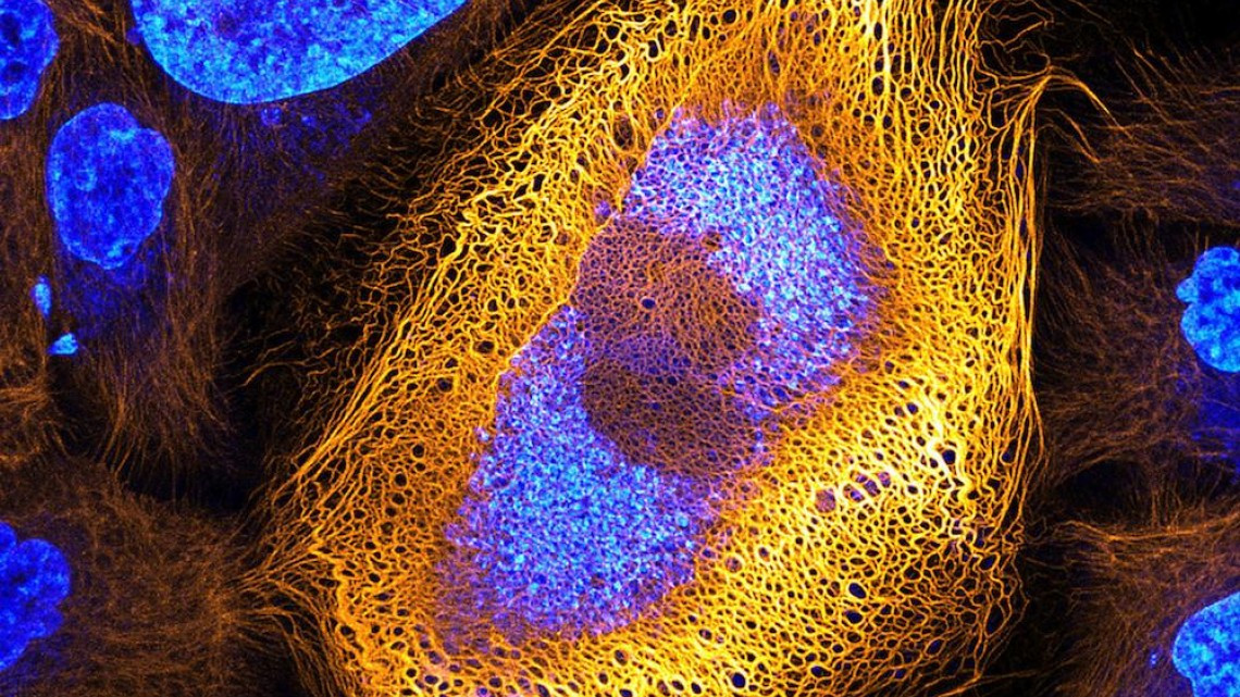 Estas microscópicas imágenes te sorprenderán