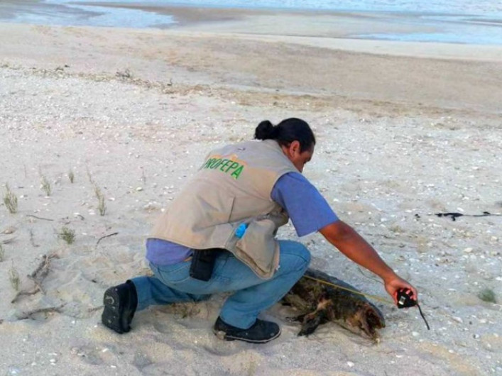 Promete México informes cada 6 meses sobre situación de vaquita marina