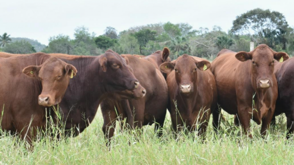 Sigue el dinamismo en la exportación de ganado bovino tamaulipeco hacia Estados Unidos