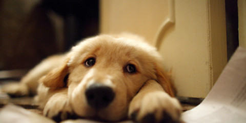 Nuevas reglas reducirán número de animales de consuelo en vuelos 