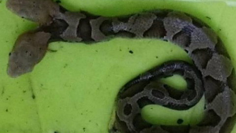 ¡Increíble! Hayan serpiente de dos cabezas