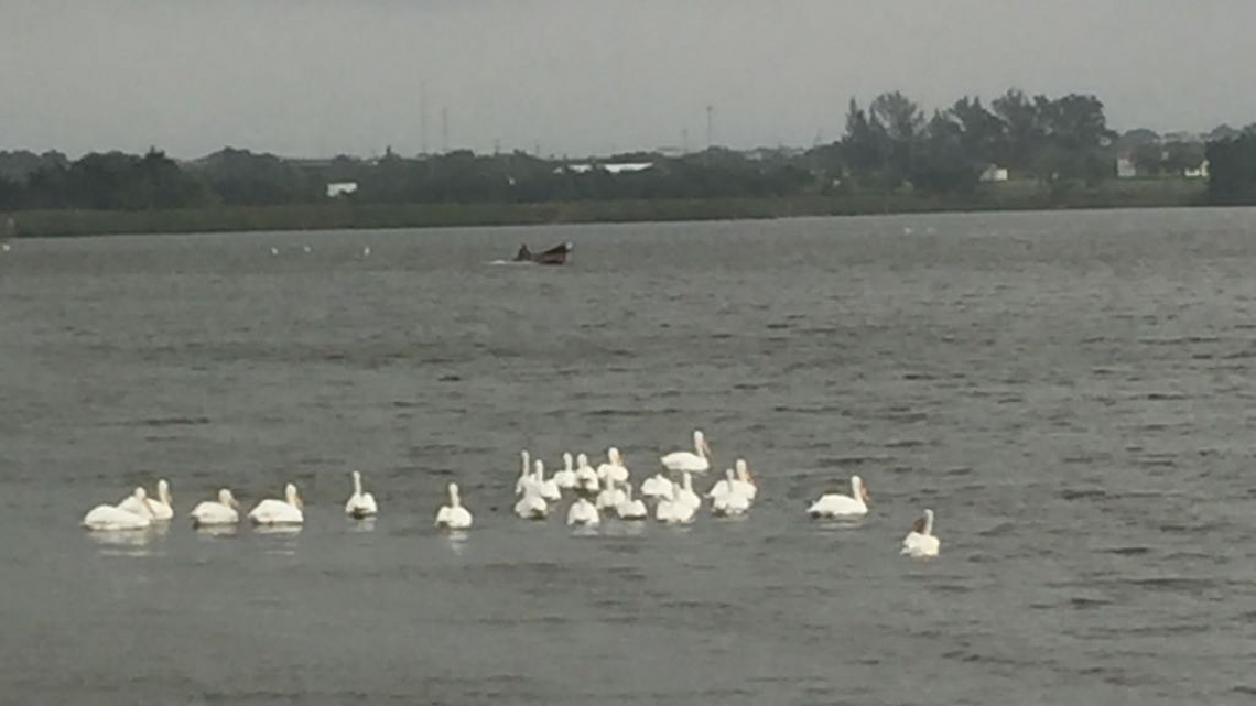 Tomarán medidas preventivas para evitar ataques de cocodrilos en Semana Santa